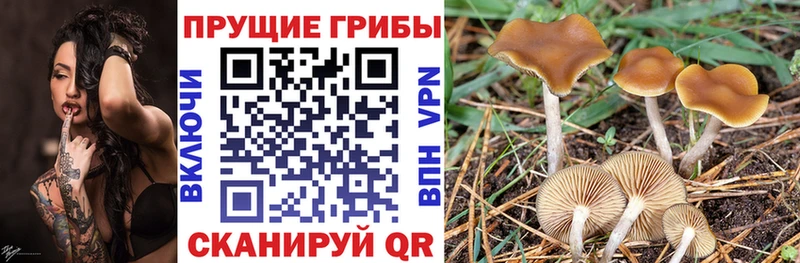 наркошоп  Макарьев  OMG tor  Галлюциногенные грибы мухоморы 